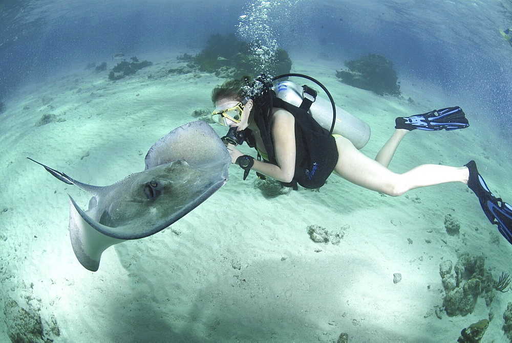 Diver with Sting rays, Stingray City Sandbar, Grand Cayman Island, Cayman Islands, Caribbean