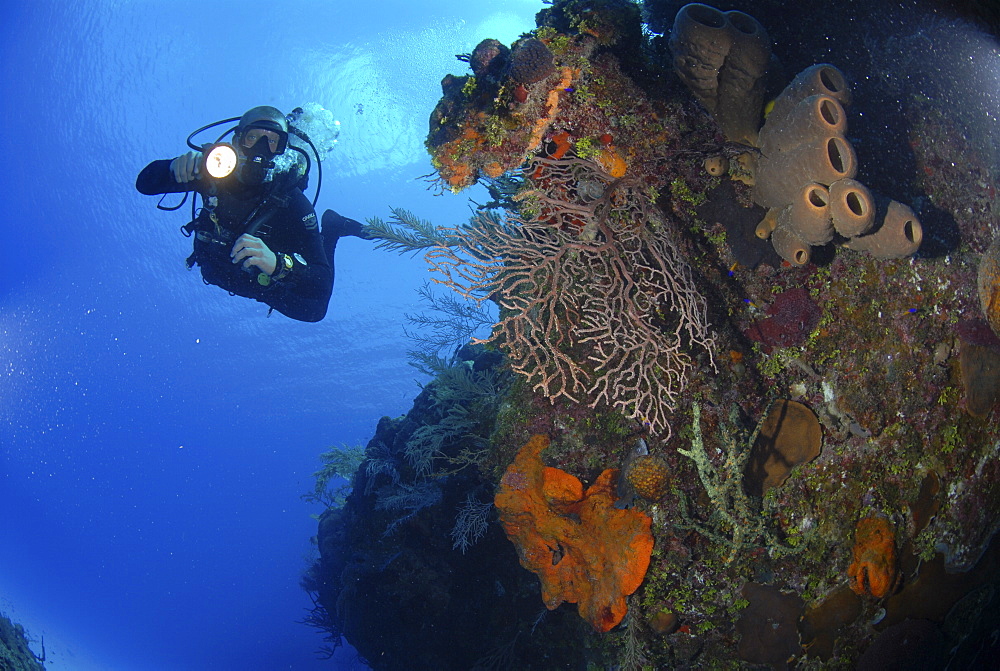 Diver using torch amidst corals, sea fans and sponges, Grand Cayman Island, Cayman Islands, Caribbean