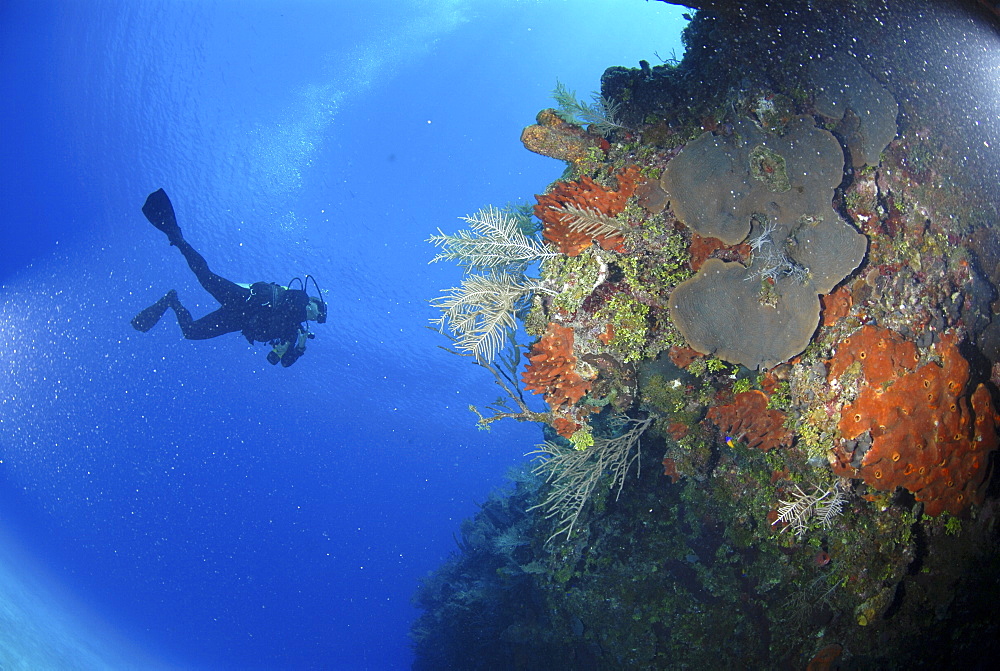 Diver using torch amidst corals, sea fans and sponges, Grand Cayman Island, Cayman Islands, Caribbean