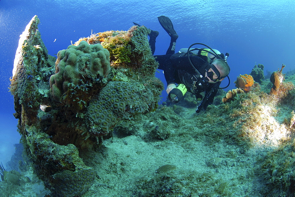 Diver using torch amidst corals, sea fans and sponges, Grand Cayman Island, Cayman Islands, Caribbean