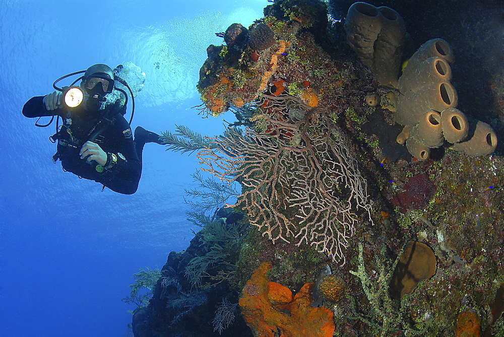 Diver using torch amidst corals, sea fans and sponges, Grand Cayman Island, Cayman Islands, Caribbean