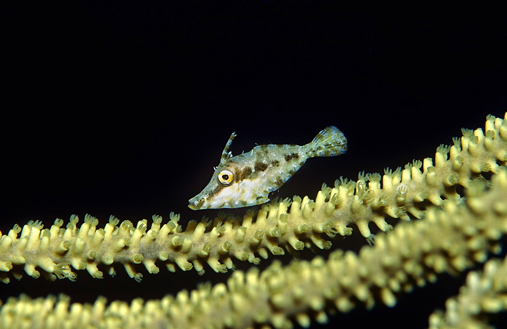 Slender filefish (Manacanthus tuckeri), swimming over coral with black background, Cayman Brac, Cayman Islands, Caribbean