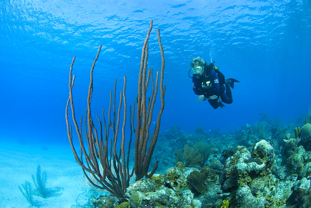 Diver on tropical coral reef and caverns, Maria La Gorda, Cuba, Caribbean