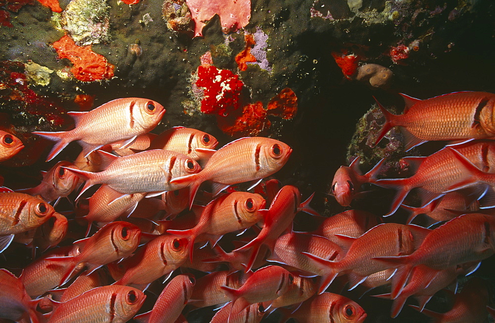 Blackbar soldier fish (Mynpristis jacobus), large school of fish, British Virgin Islands, Caribbean