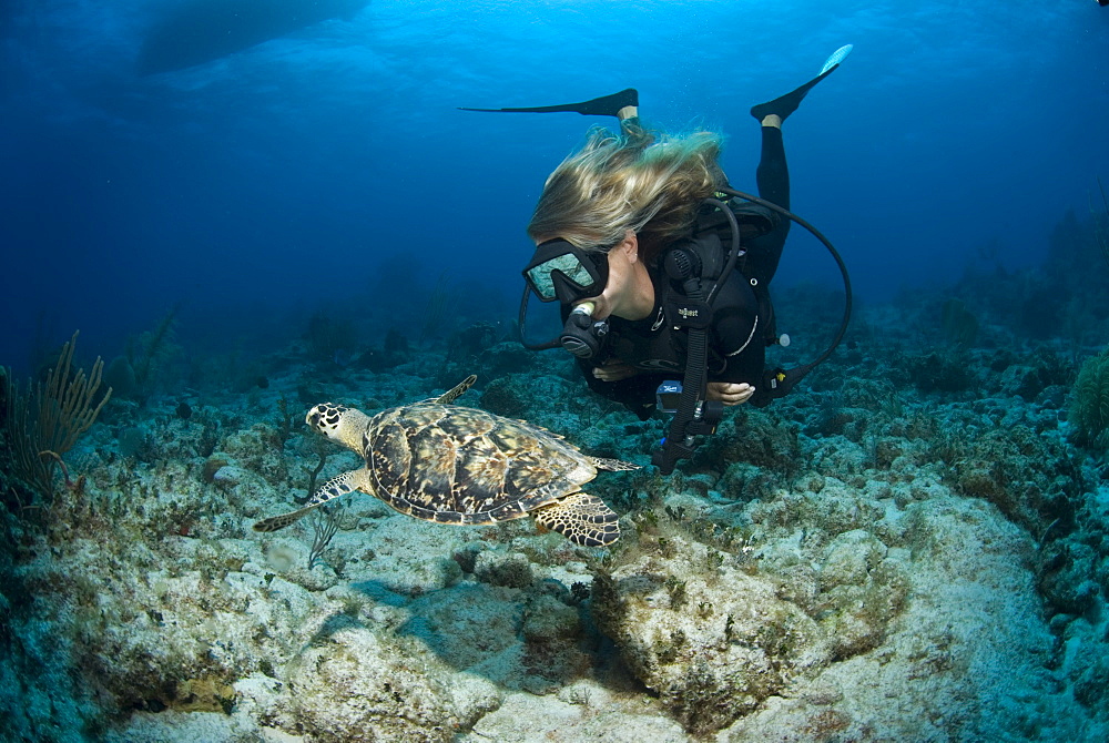 Hawksbill Turtle (Eretmochelys imbriocota), swimming over reef with scuba diver,  Little Cayman Island, Cayman Island, Caribbean