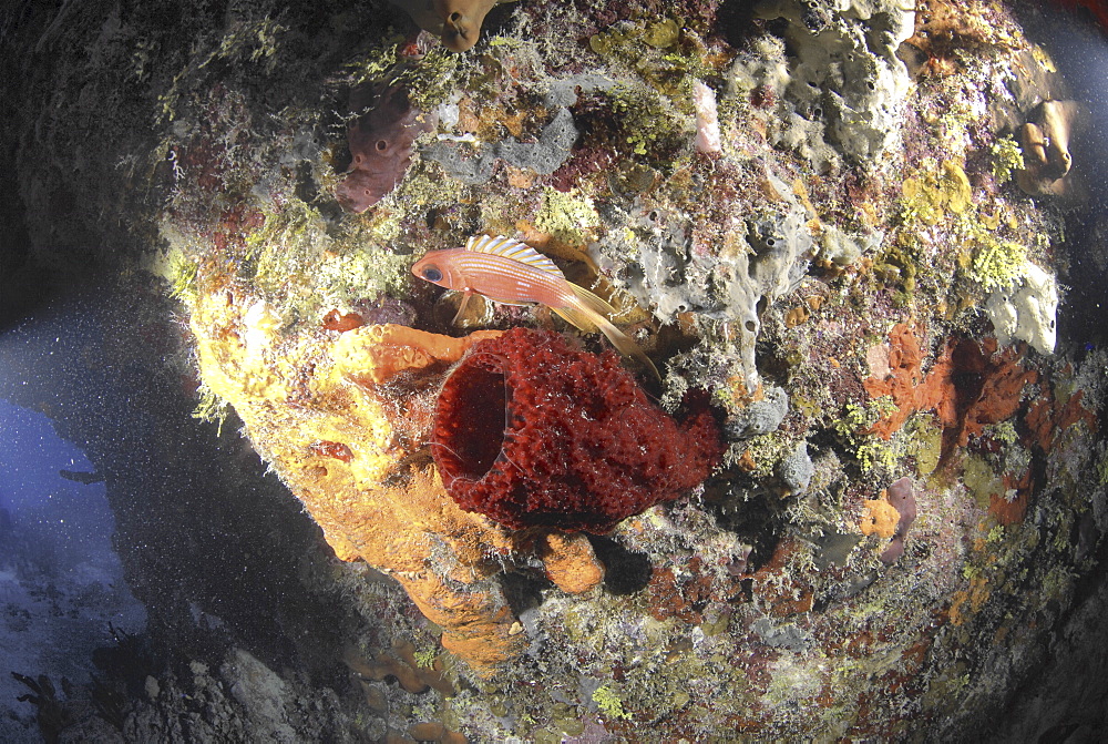 Strawberry sponge (Mycale laxissima), Little Cayman Island, Cayman Islands, Caribbean