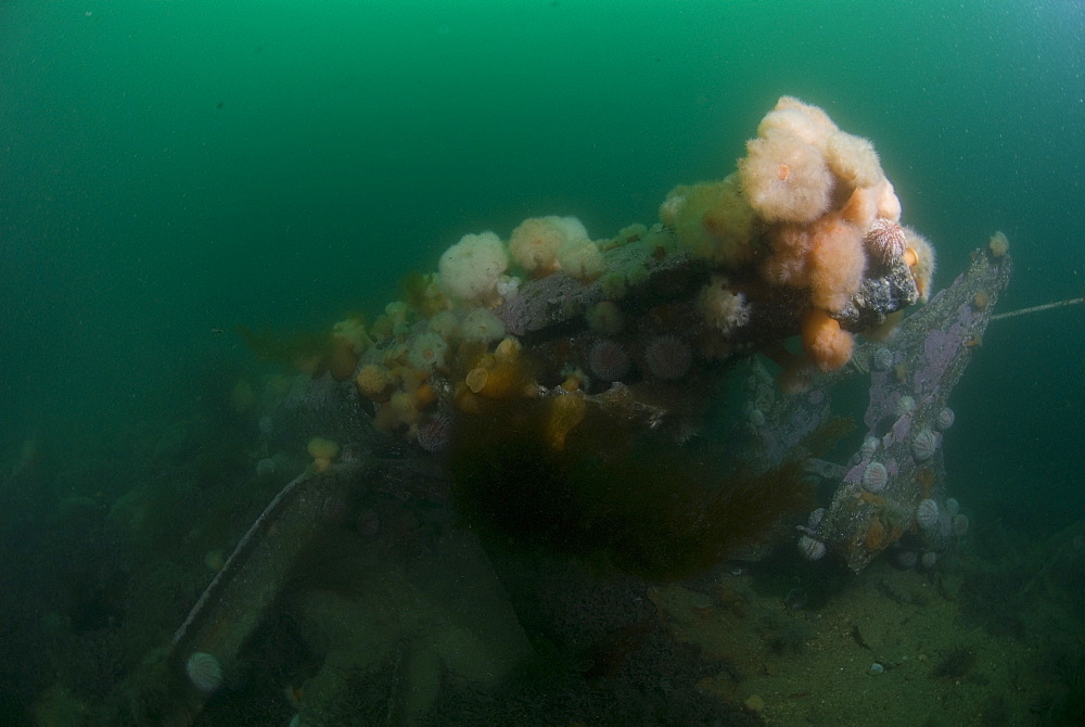 Orange & white Plumose Anemones (Metridium senile) growing over parts of German sunken Battleship from WWII, Orkney Islands, Scotland, UK