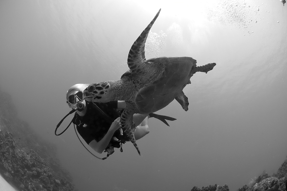 Hawksbill Turtle (Eretmochelys Imbricata) associating with diver. Little Cayman Islands, Caribbean