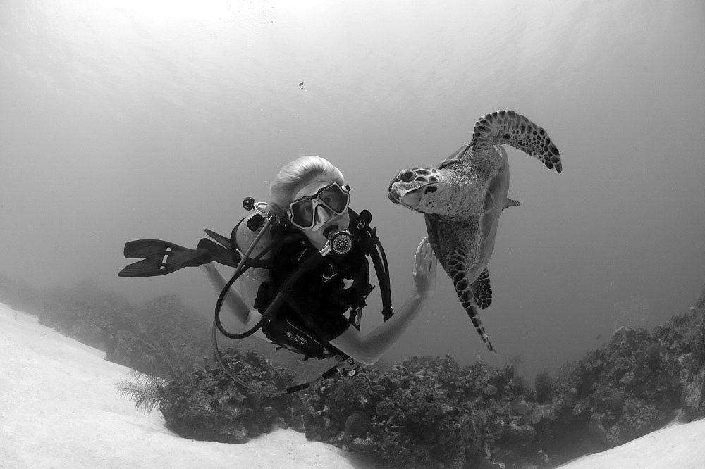 Hawksbill Turtle (Eretmochelys Imbricata) associating with diver. Little Cayman Islands, Caribbean