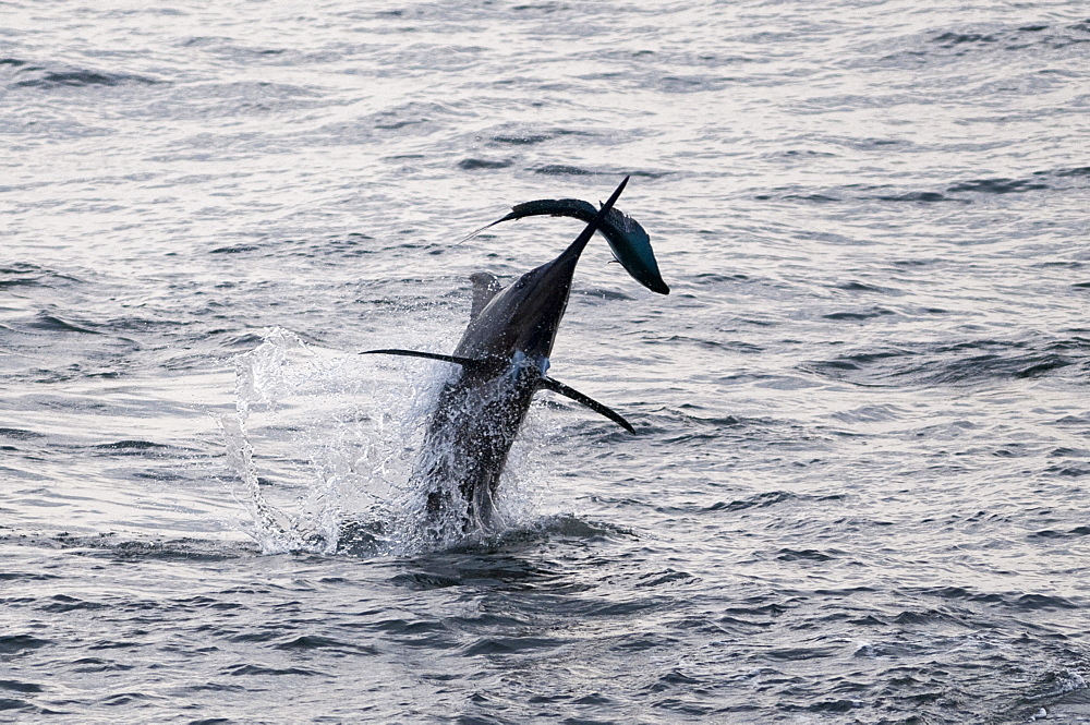 Blue Marlin (Makaira nigricans) hunting Dorado (Coryphaena hippurus), Congo, Africa