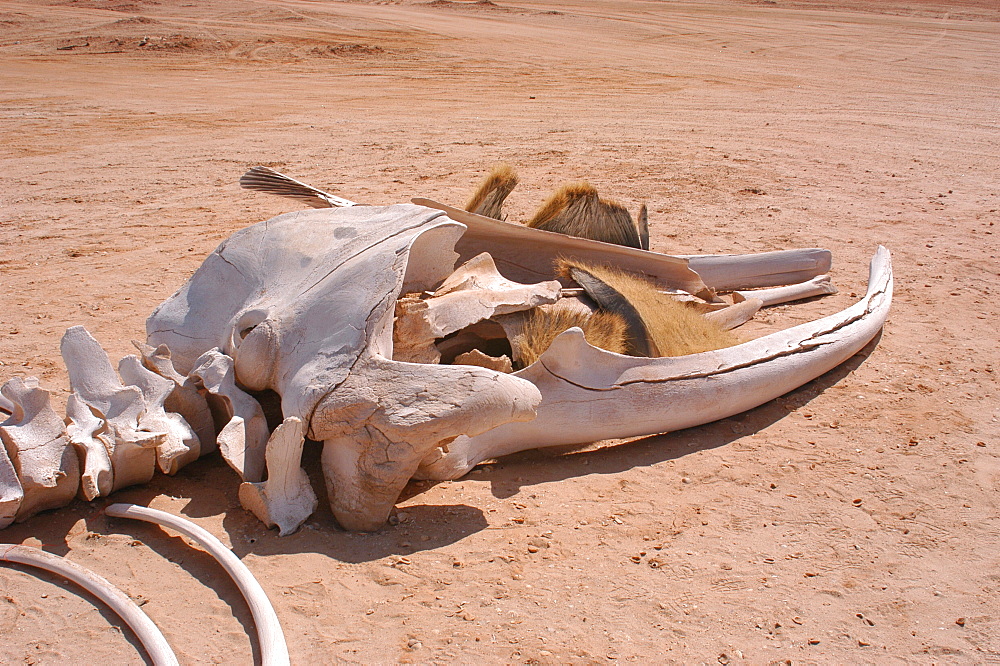 Baleen whale skull showing baleen plates, Nouamghar, Mauritania   (RR)