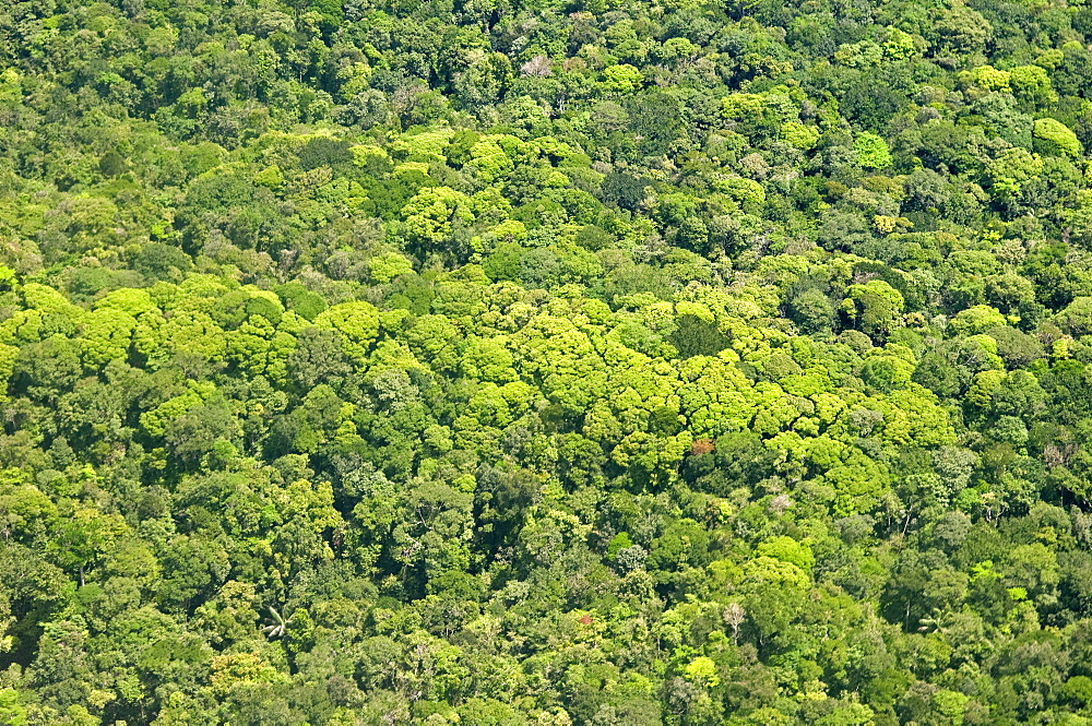 Aerial view of pristine rainforest canopy, Guyana, South America