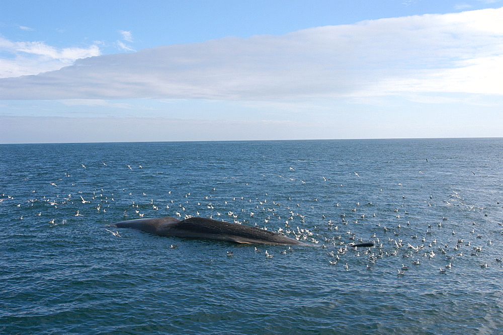 Wide angle of dead Sperm whale (Physeter macrocephalus) floating at sea, surrounded by scavenging fulmars, Faroes Trough