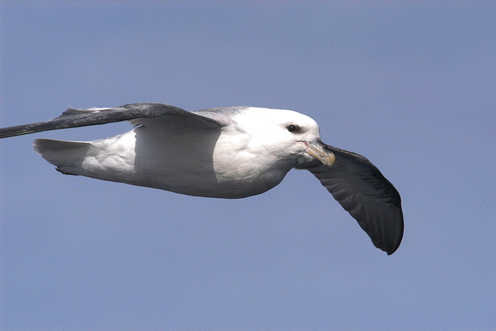 Close up of flying Fulmar (Fulmarus glacialis) West of Shetland, Scotland   (RR)