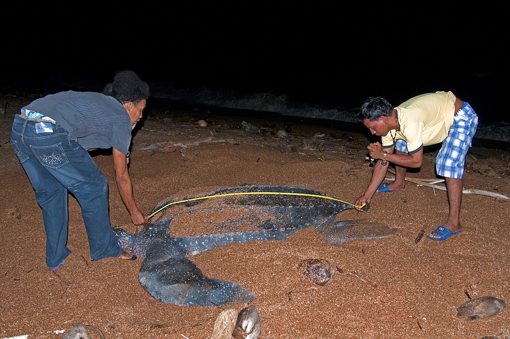 Researchers measuring a female Leatherback turtle (Dermochelys coriacea) at its nest site, Shell Beach, Guyana, South America