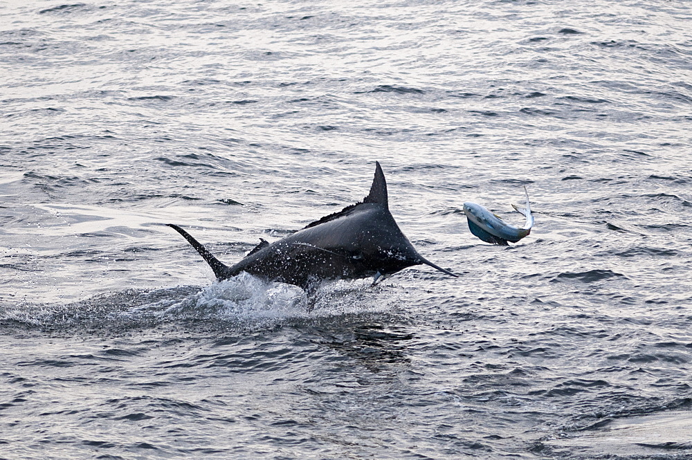 Blue Marlin (Makaira nigricans) hunting Dorado (Coryphaena hippurus), Congo, Africa