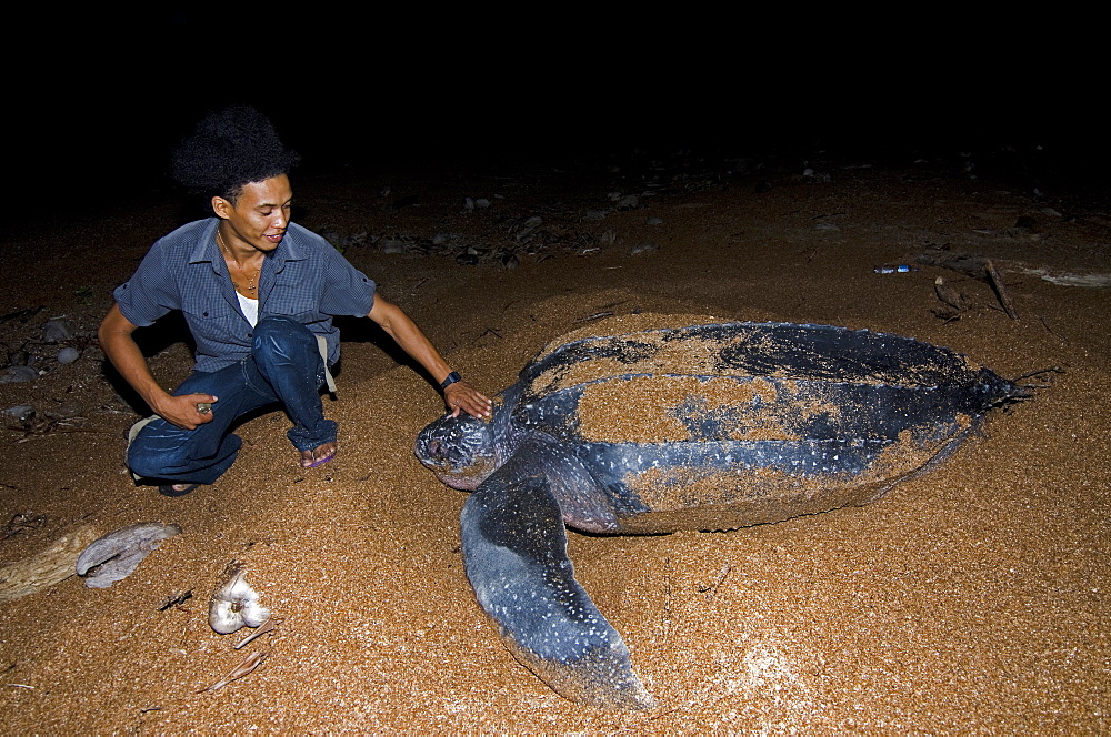 Turtle warden with nesting Leatherback turtle (Dermochelys coriacea), Shell Beach, Guyana, South America