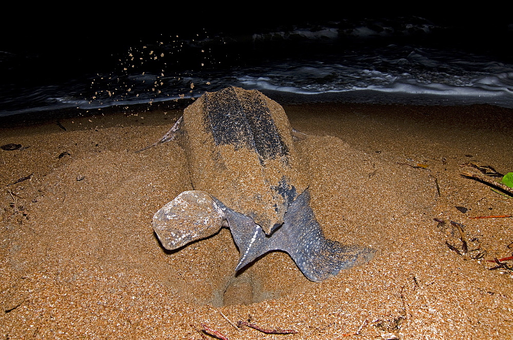 Leatherback turtle (Dermochelys coriacea) excavating a nest hole, Shell Beach, Guyana, South America