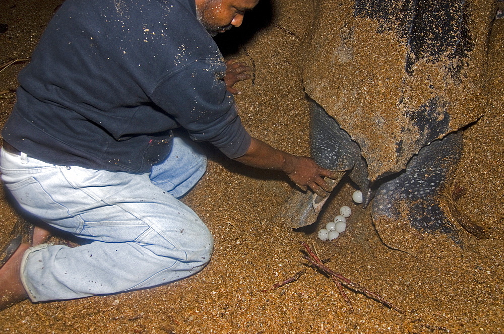 Leatherback turtle (Dermochelys coriacea) laying eggs under the watchful eyes of a conservation worker, Shell Beach, Guyana, South America