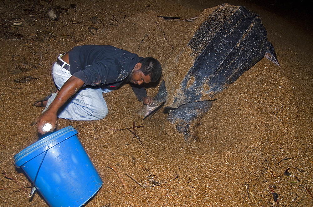 Leatherback turtle (Dermochelys coriacea) eggs being collected for transfer to a safer hatchery location, Shell Beach, Guyana, South America