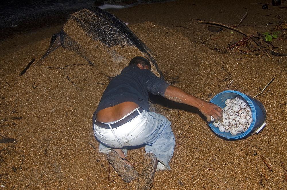 Leatherback turtle (Dermochelys coriacea) eggs being collected for transfer to a safer hatchery location, Shell Beach, Guyana, South America