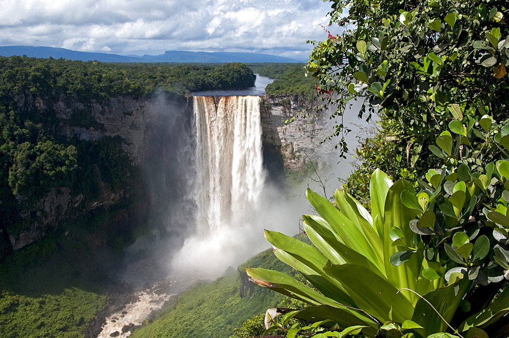 Giant Tank Bromeliad (Brocchinia micrantha) with Kaieteur Falls in the background, Kaieteur National Park, Guyana, South America