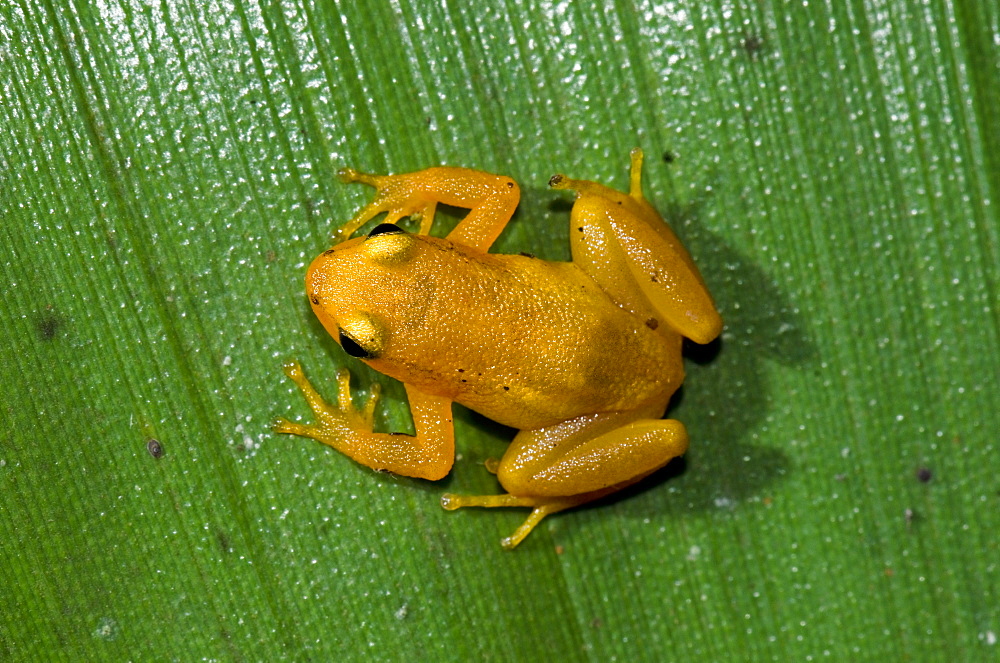 Golden Rocket Frog (Anomaloglossus beebei) on giant tank bromeliad (Brocchinia micrantha) leaf, Kaieteur National Park, Guyana, South America