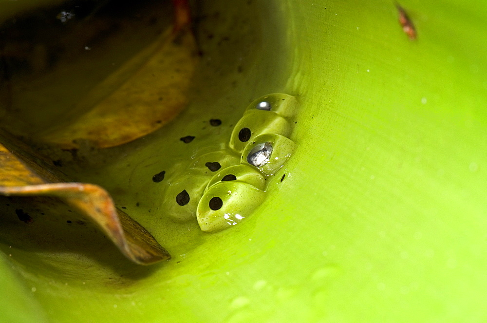 Spawn of the Golden Rocket Frog (Anomaloglossus beebei) in giant tank bromeliad (Brocchinia micrantha), Kaieteur National Park, Guyana, South America