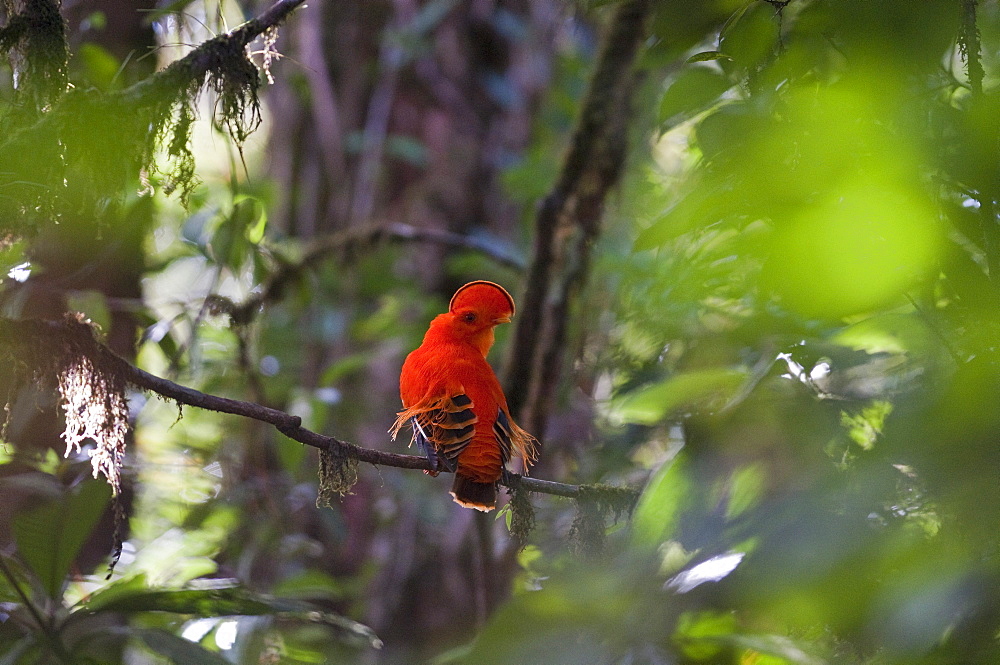 Male Guianan Cock of the Rock (Rupicola rupicola) in its dense forest habitat, Kaieteur National Park, Guyana, South America