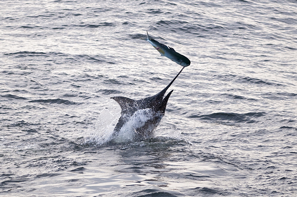 Blue Marlin (Makaira nigricans) hunting Dorado (Coryphaena hippurus), Congo, Africa