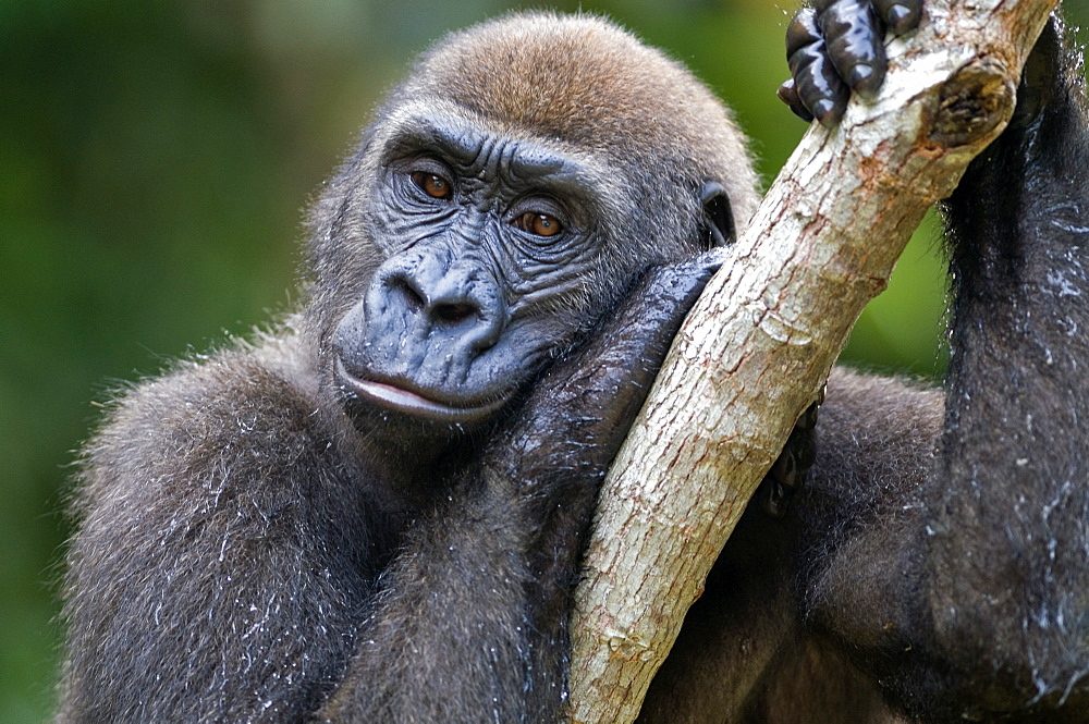 Rehabilitated orphaned western lowland gorilla (Gorilla gorilla gorilla) released back into natural habitat, Parc de la Lekedi, Haut-Ogooue, Gabon, Africa