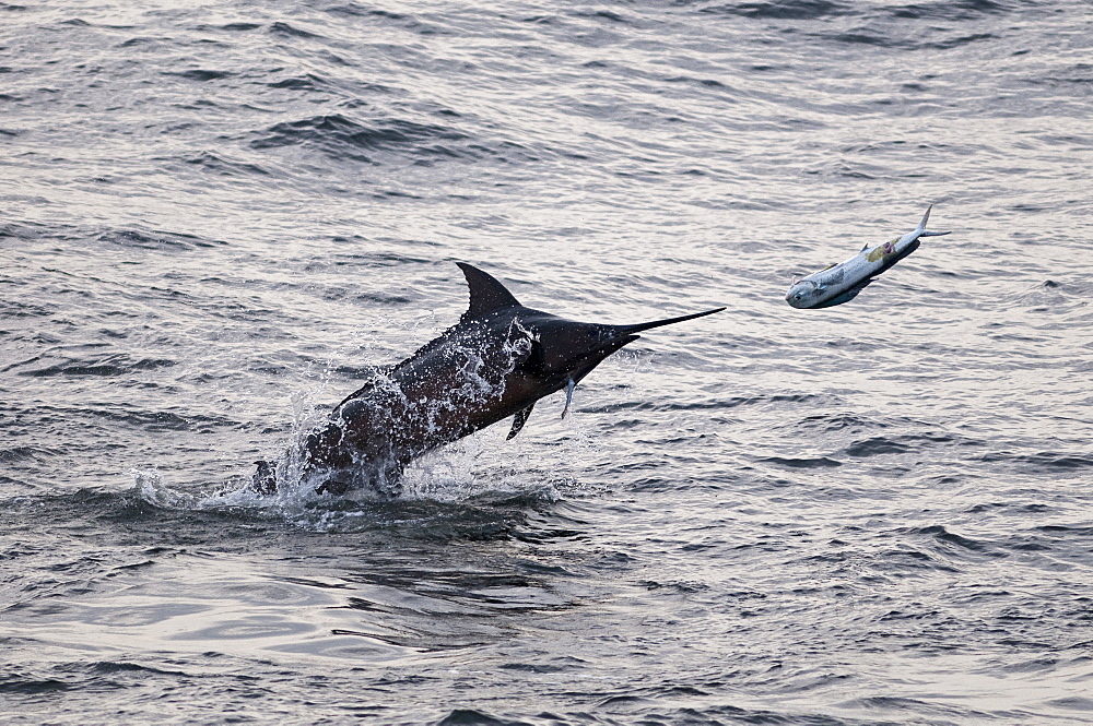 Blue Marlin (Makaira nigricans) hunting Dorado (Coryphaena hippurus), Congo, Africa