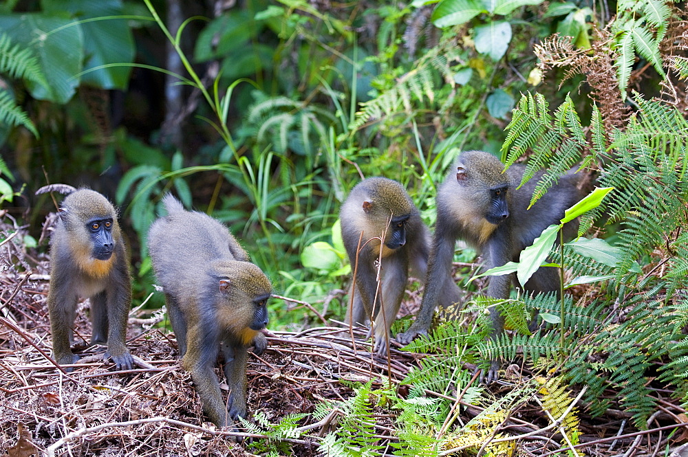 Juvenile mandrills (Mandrill sphinx), Parc de la Lekedi, Haut-Ogooue, Gabon, Africa