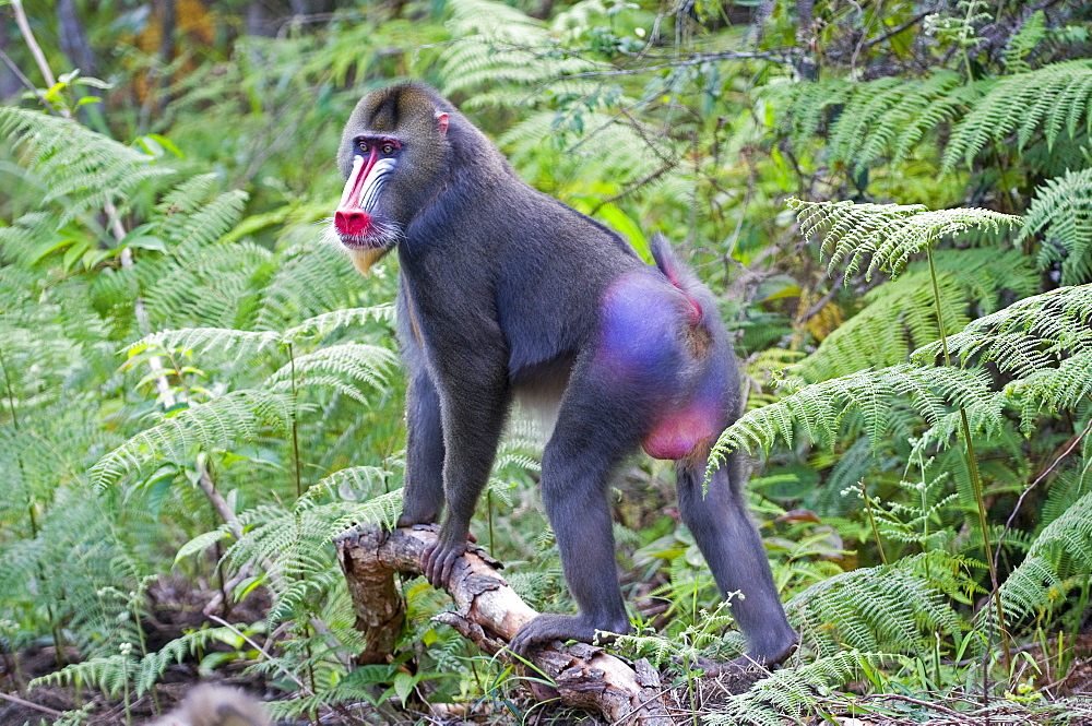 Male mandrill (Mandrill sphinx), Parc de la Lekedi, Haut-Ogooue, Gabon, Africa