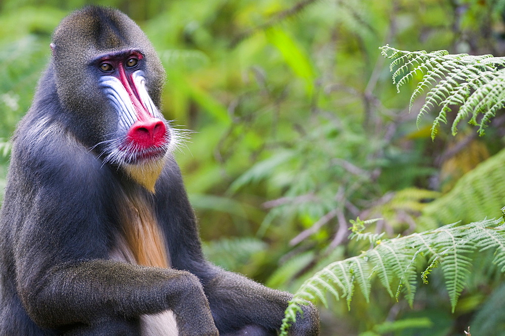 Male mandrill (Mandrill sphinx), Parc de la Lekedi, Haut-Ogooue, Gabon, Africa