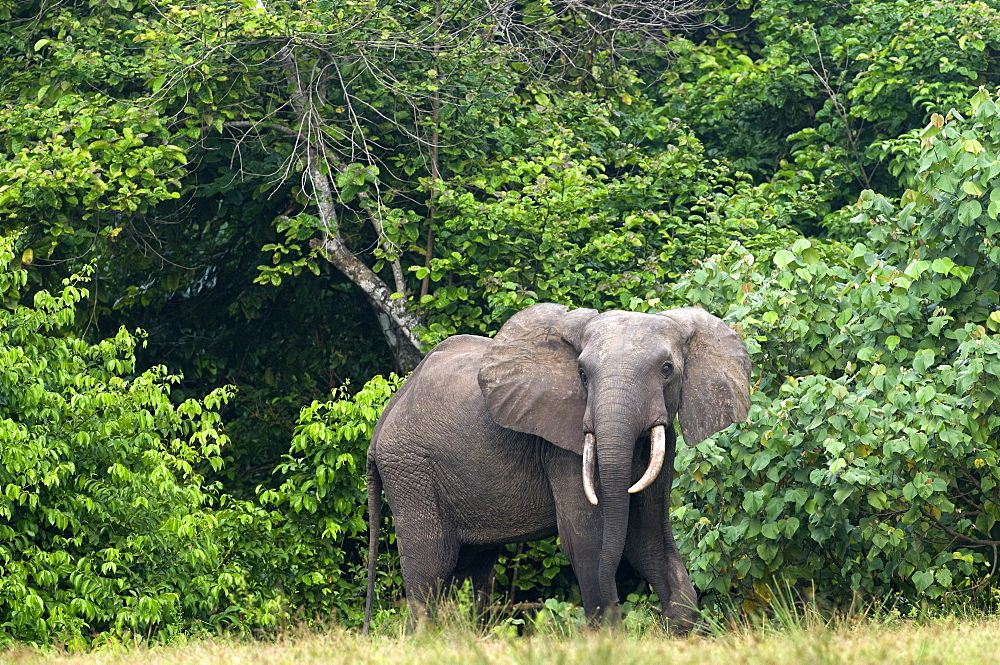 African forest elephant (Loxodonta cyclotis) bull standing at the edge of the forest, Loango National Park, Ogooue-Maritime, Gabon, Africa