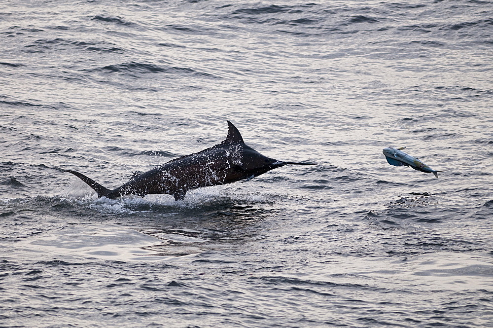 Blue Marlin (Makaira nigricans) hunting Dorado (Coryphaena hippurus), Congo, Africa