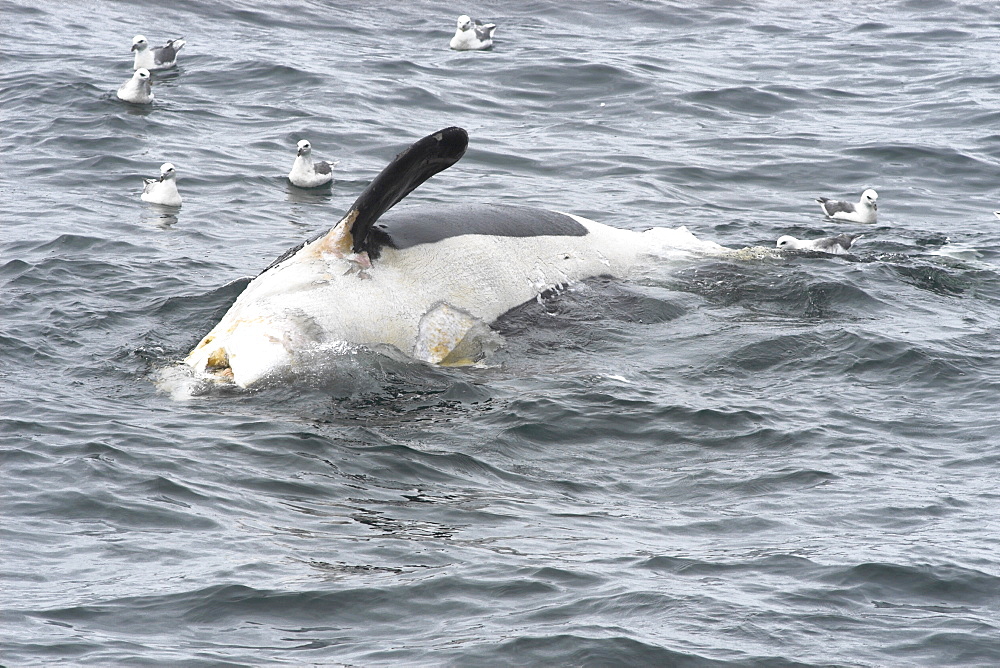 Dead Killer whale (Orcinus orca) floating on sea surface with scavenging fulmars, North Sea   (RR)