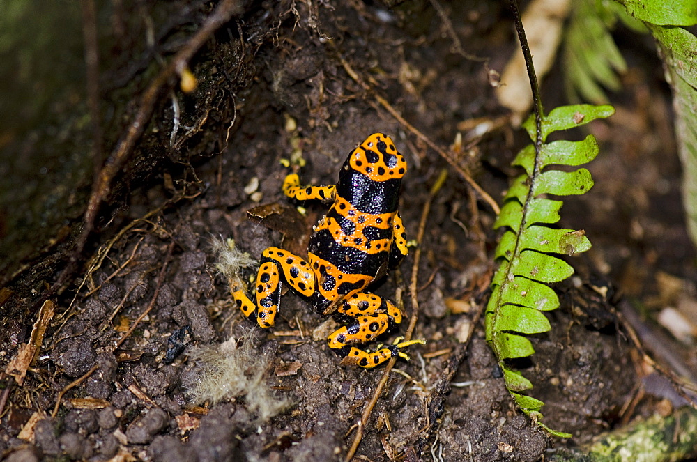 Yellow-banded poison dart frog (Dendrobates leucomelas), Guyana, South America