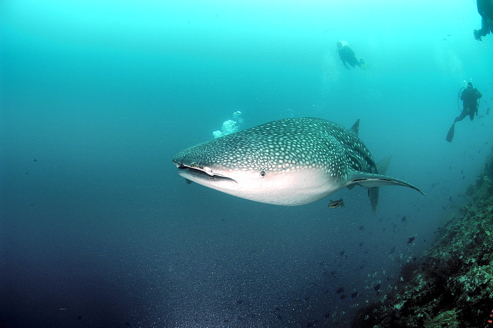 Whale Shark (Rhincodon typus).   Malaysia   (RR)