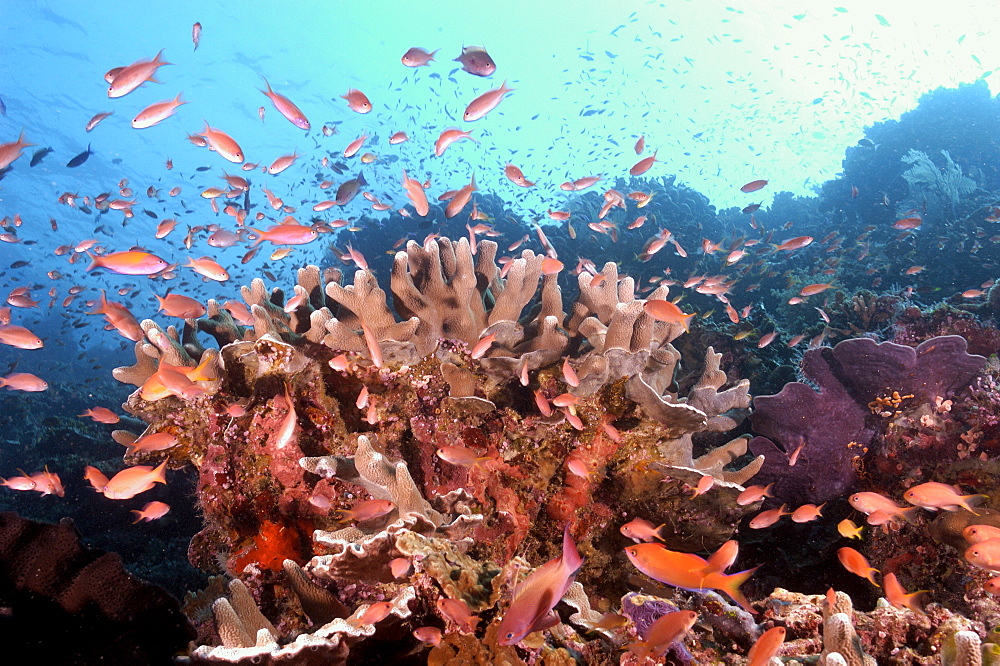 Anthias and Fire Coral.  Borneo, Malaysia   (RR)