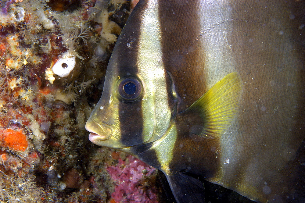 Pinnate Spadefish (Platax Pinnatus). Borneo, Malaysia   (RR)