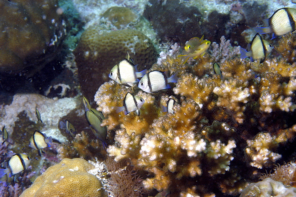 Reticulated Dascyllus (Dascyllus reticulatus). Borneo, Malaysia   (RR)