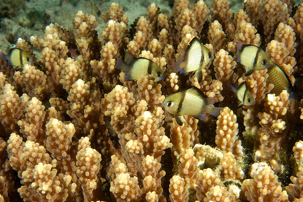 Reticulated Dascyllus (Dascyllus reticulatus).  Borneo, Malaysia   (RR)