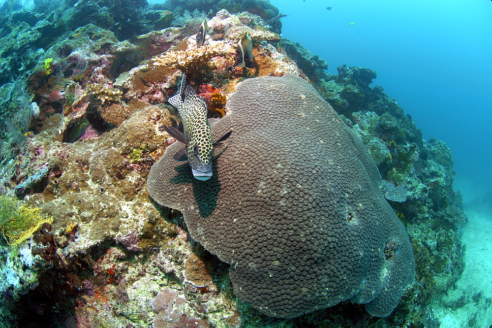 Blackspotted Grunt (Plectorhynchus gaterinus).  Borneo, Malaysia   (RR)