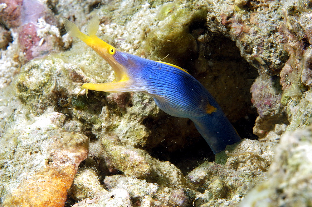 Blue Ribbon Eel (Rhinomuraena quaesita). Borneo, Malaysia   (RR)