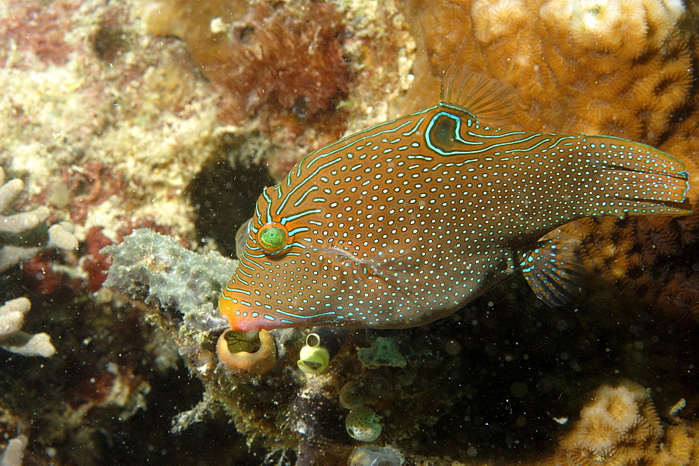 Fingerprint Toby (Canthigaster compressa).  Borneo, Malaysia   (RR)