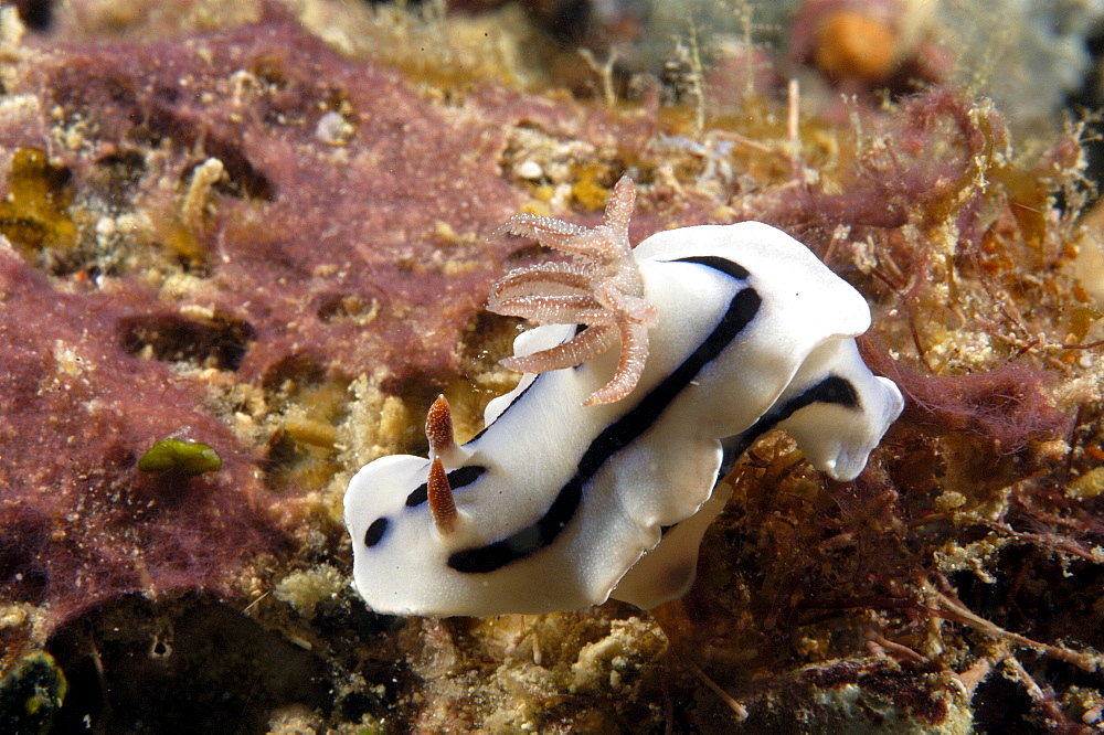 Dorid Nudibranch (Chromodoris willani). Borneo, Malaysia   (RR)