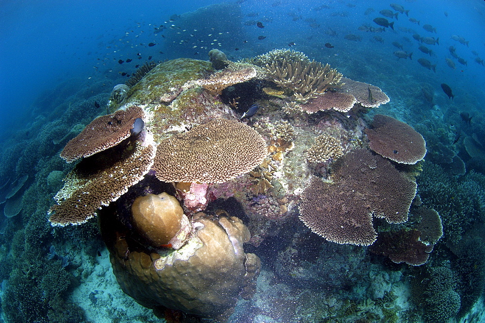 Stony Corals (Acropora sp).   Malaysia   (RR)