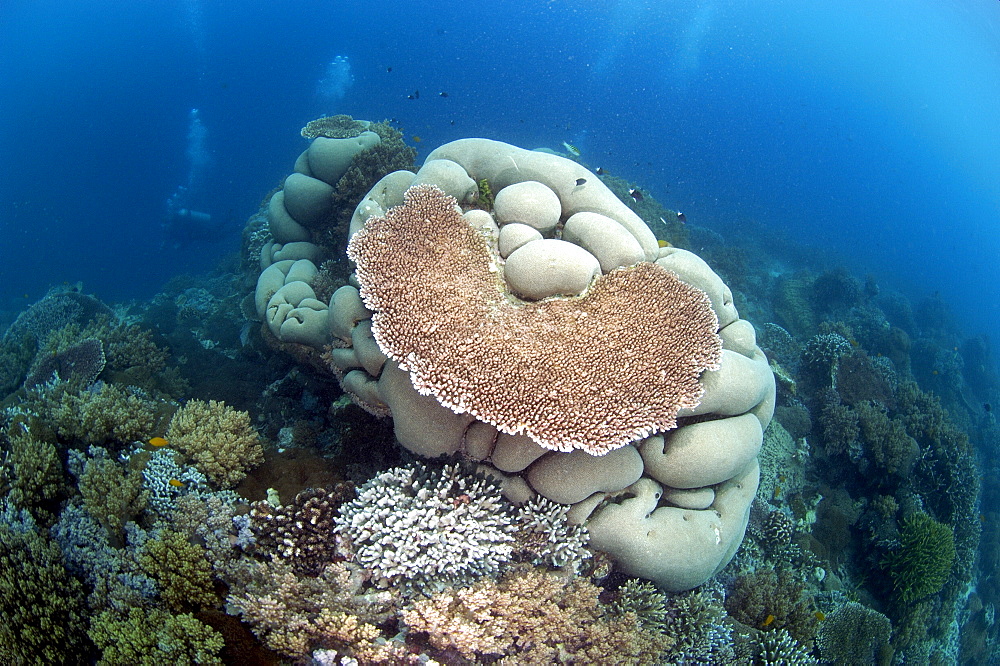 Coral Head (Acropora sp) and reef scene.  Borneo, Malaysia   (RR)